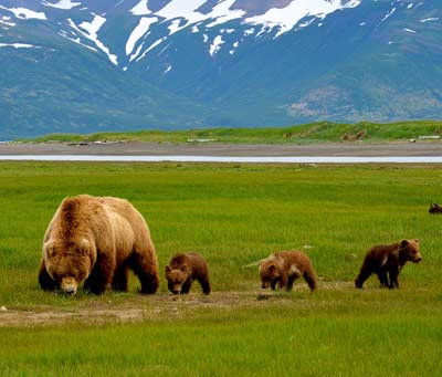 Alaska Grizzly Bear Tour