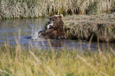 Brown Bears Catching Salmon In Alaska