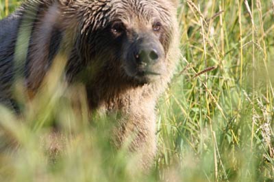 See Alaska Brown Bears on a Bear Watching Tour with Catch A Lot Charters Homer AK