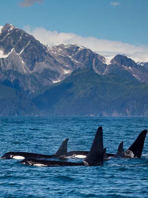 See Whales on out Alaska Bear Watching Trips - Catch A Lot Charters